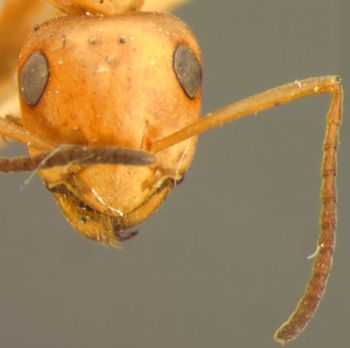 Media type: image; Entomology 8881   Aspect: head frontal view